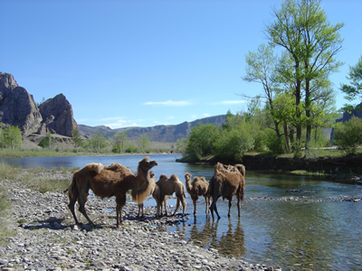 Camels on Delger River